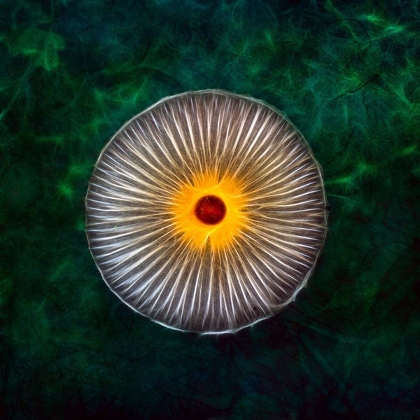 Photograph Michel Bochet Merand Mushroom on One Eyeland